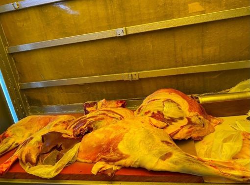  Adak kurban kesimi sonrası etlerin mobil araçta hijyenik şekilde hazırlanması