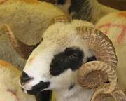  adak kurban karag&ouml;z ko&ccedil;lar