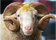  Adak kurbanlık ko&ccedil; satış hizmeti, canlı teslim ve mobil kesim imkanı