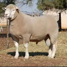  Adak kurbanlık ko&ccedil; satış hizmeti, canlı teslim ve mobil ara&ccedil;ta İslami usullere uygun kesim