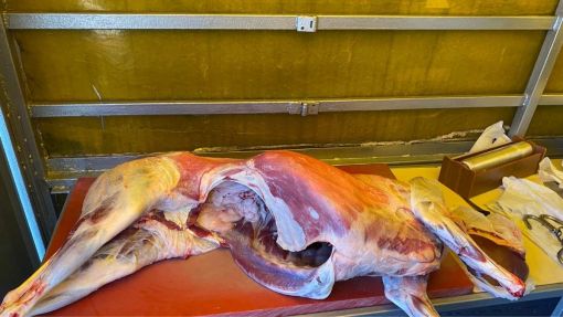 Beylikdüzü güncel adak kurban fiyatları Beylikdüzü güncel adak kurban fiyat bilgisi