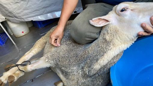 Beyoğlu adrese teslim adak kurban fiyatı Beyoğlu adrese canlı teslim adak kurban fiyatları
