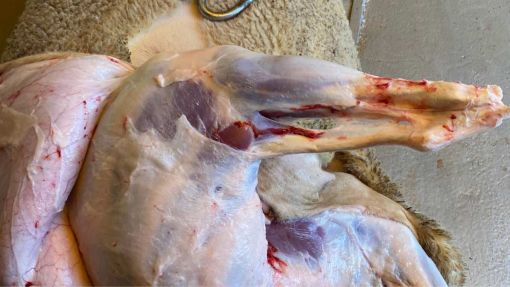  Kağıthane adrese canlı teslim adak kurban fiyatları