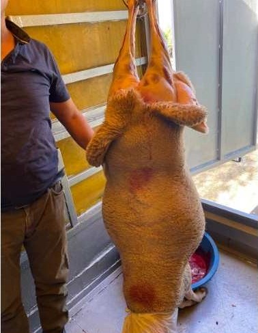  Kayaşehir adak kurban kesim hizmeti mobil araçta askı sistemiyle