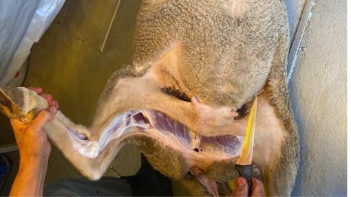  Küçükköy uygun fiyatlı adak kurban satışı ve kesim hizmeti