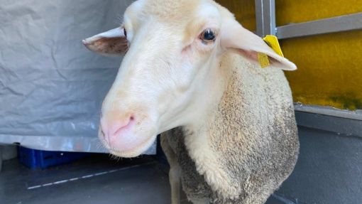  Şirinevler adak kurban kesim ve paketleme hizmeti dahil fiyatlar