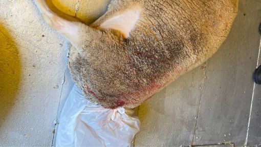  Sultangazi adak kurban kesim ve paketleme hizmeti dahil fiyatlar